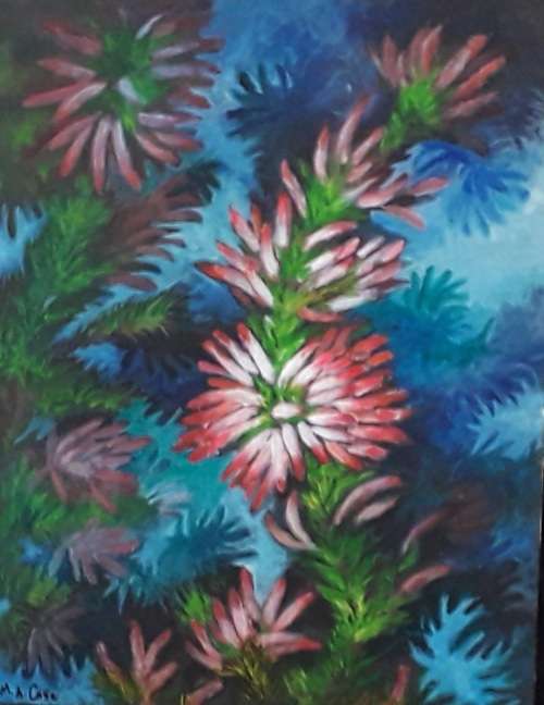 `Erica` (Fynbos,  Pringle Bay, Western Cape, South Africa) by  M.A. Case